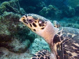Hawksbill Sea TurtleIMG 7783